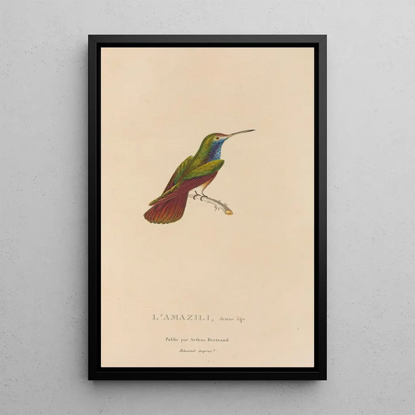 Histoire naturelle des oiseaux-mouches Pl12 - René Primevère Lesson — inramlat konstverk på väggen