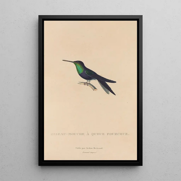 Histoire naturelle des oiseaux-mouches Pl18 - René Primevère Lesson — inramlat konstverk på väggen