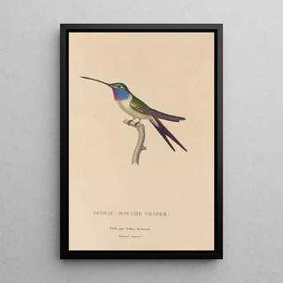 RenPrimevre Lesson - Histoire naturelle des oiseauxmouches Pl19.webp