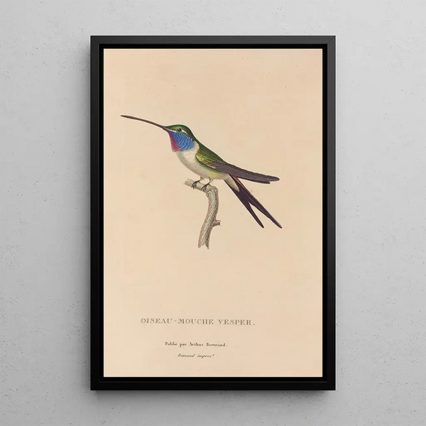 Histoire naturelle des oiseaux-mouches Pl19 - René Primevère Lesson — inramlat konstverk på väggen