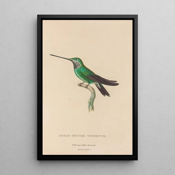 Histoire naturelle des oiseaux-mouches Pl20 - René Primevère Lesson — inramlat konstverk på väggen