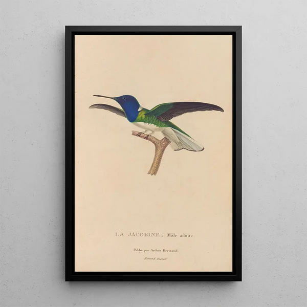 Histoire naturelle des oiseaux-mouches Pl21 - René Primevère Lesson — inramlat konstverk på väggen