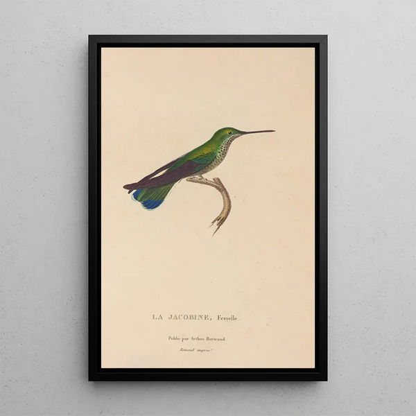 Histoire naturelle des oiseaux-mouches Pl22 - René Primevère Lesson — inramlat konstverk på väggen