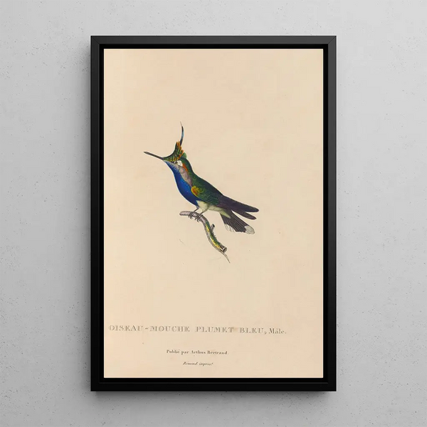 Histoire naturelle des oiseaux-mouches Pl23 - René Primevère Lesson — inramlat konstverk på väggen
