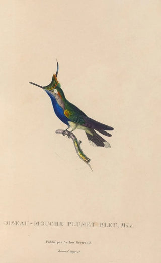 RenPrimevre Lesson - Histoire naturelle des oiseauxmouches Pl23.webp