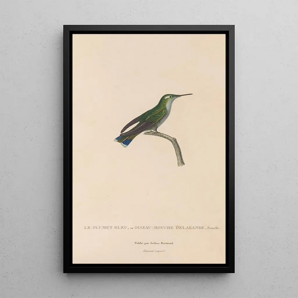 Histoire naturelle des oiseaux-mouches Pl24 - René Primevère Lesson — inramlat konstverk på väggen