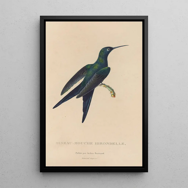Histoire naturelle des oiseaux-mouches Pl25 - René Primevère Lesson — inramlat konstverk på väggen