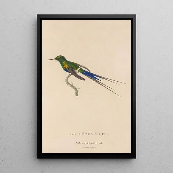 Histoire naturelle des oiseaux-mouches Pl26 - René Primevère Lesson — inramlat konstverk på väggen