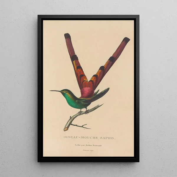 Histoire naturelle des oiseaux-mouches Pl27 - René Primevère Lesson — inramlat konstverk på väggen