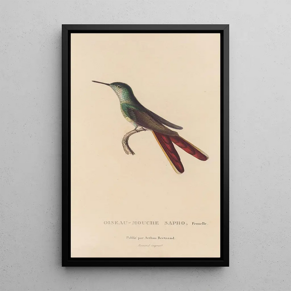 Histoire naturelle des oiseaux-mouches Pl28 - René Primevère Lesson — inramlat konstverk på väggen