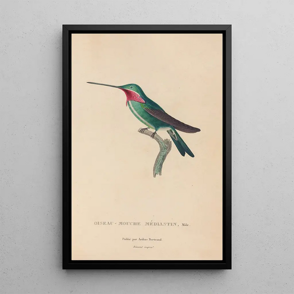 Histoire naturelle des oiseaux-mouches Pl29 - René Primevère Lesson — inramlat konstverk på väggen