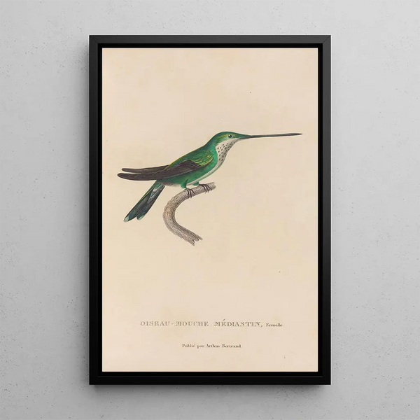 Histoire naturelle des oiseaux-mouches Pl30 - René Primevère Lesson — inramlat konstverk på väggen