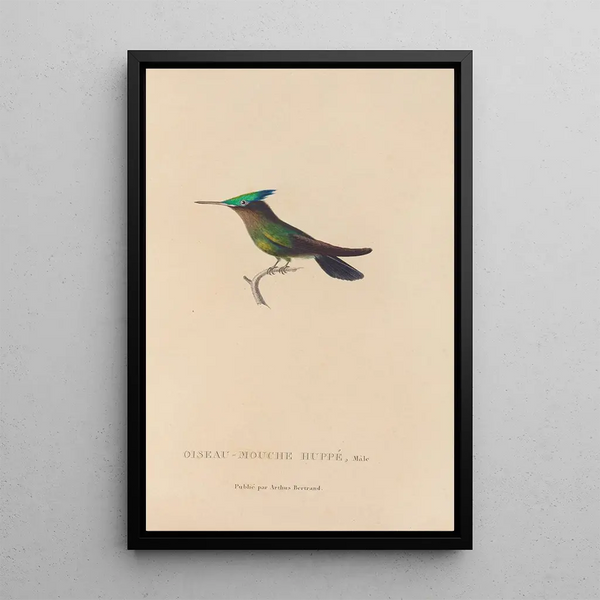 Histoire naturelle des oiseaux-mouches Pl31 - René Primevère Lesson — inramlat konstverk på väggen