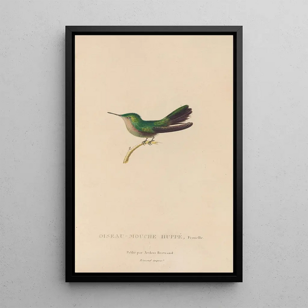 Histoire naturelle des oiseaux-mouches Pl32 - René Primevère Lesson — inramlat konstverk på väggen
