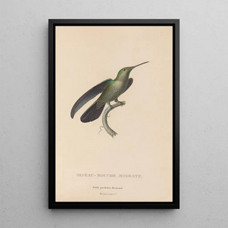 RenPrimevre Lesson - Histoire naturelle des oiseauxmouches Pl33.webp