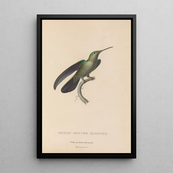 Histoire naturelle des oiseaux-mouches Pl33 - René Primevère Lesson — inramlat konstverk på väggen