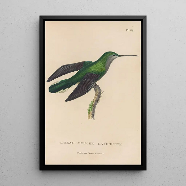 Histoire naturelle des oiseaux-mouches Pl34 - René Primevère Lesson — inramlat konstverk på väggen