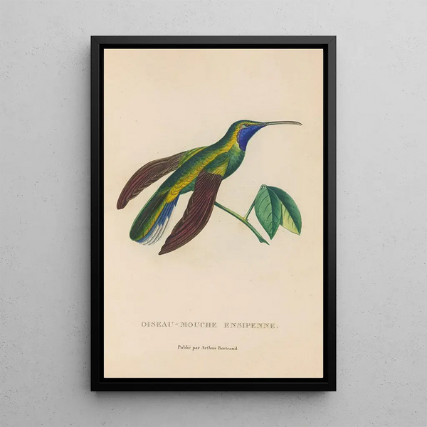 Histoire naturelle des oiseaux-mouches Pl35 - René Primevère Lesson — inramlat konstverk på väggen