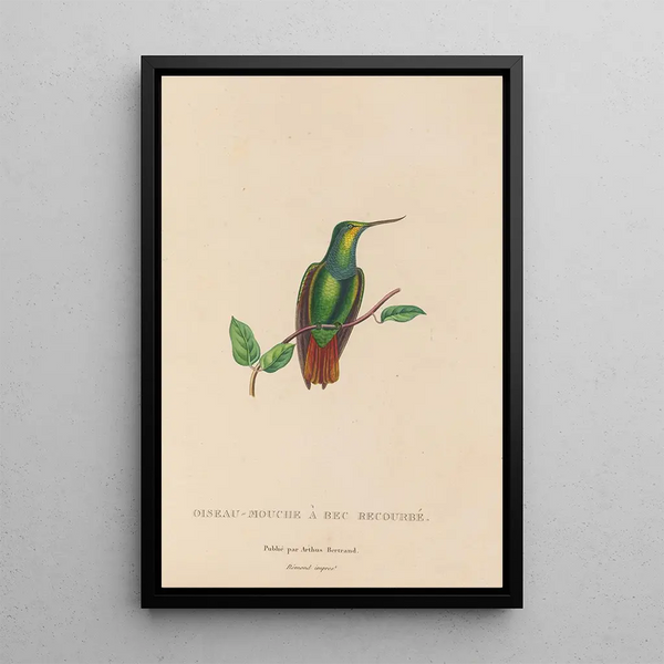 Histoire naturelle des oiseaux-mouches Pl37 - René Primevère Lesson — inramlat konstverk på väggen