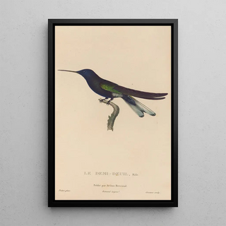 RenPrimevre Lesson - Histoire naturelle des oiseauxmouches Pl38.webp