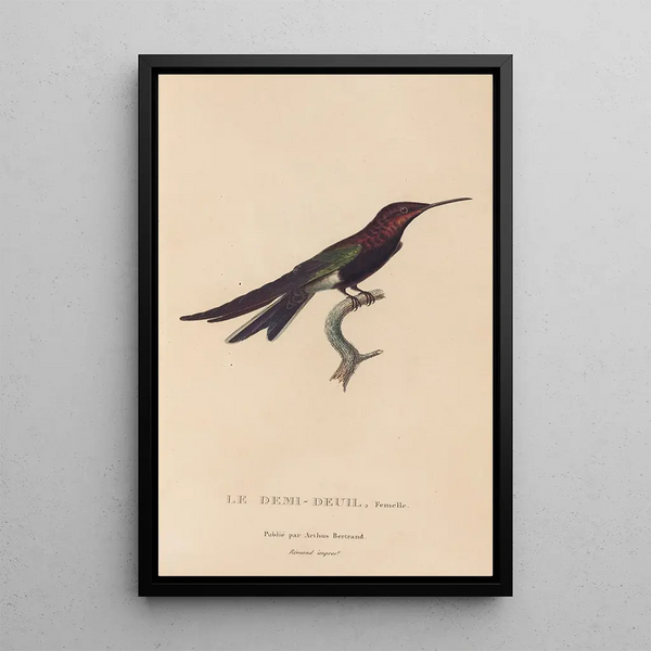 Histoire naturelle des oiseaux-mouches Pl39 - René Primevère Lesson — inramlat konstverk på väggen