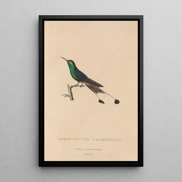 Histoire naturelle des oiseaux-mouches Pl40 - René Primevère Lesson — inramlat konstverk på väggen