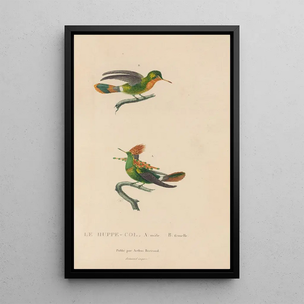 Histoire naturelle des oiseaux-mouches Pl41 - René Primevère Lesson — inramlat konstverk på väggen