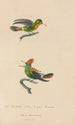 Histoire naturelle des oiseaux-mouches Pl41 - René Primevère Lesson — vy av konstverket