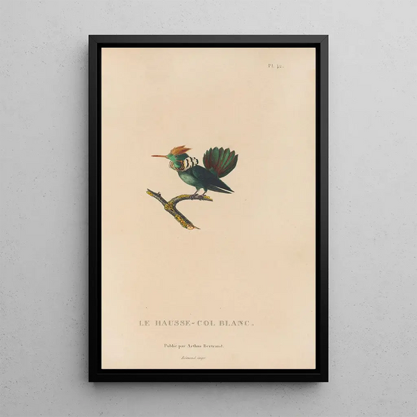 Histoire naturelle des oiseaux-mouches Pl42 - René Primevère Lesson — inramlat konstverk på väggen