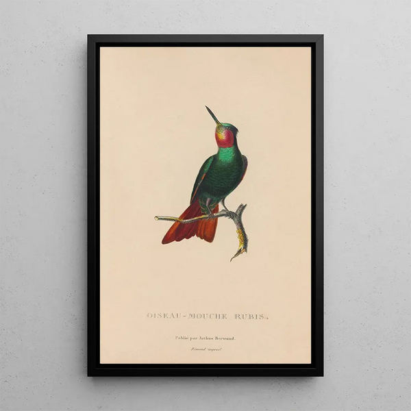 Histoire naturelle des oiseaux-mouches Pl44 - René Primevère Lesson — inramlat konstverk på väggen