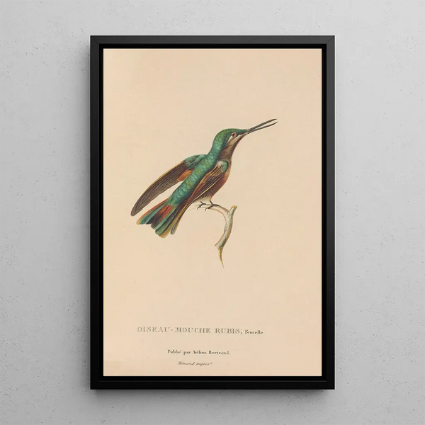 Histoire naturelle des oiseaux-mouches Pl45 - René Primevère Lesson — inramlat konstverk på väggen