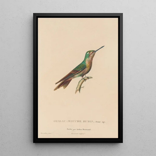Histoire naturelle des oiseaux-mouches Pl46 - René Primevère Lesson — inramlat konstverk på väggen