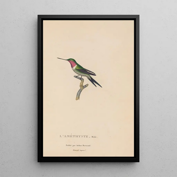 Histoire naturelle des oiseaux-mouches Pl47 - René Primevère Lesson — inramlat konstverk på väggen