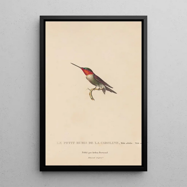 Histoire naturelle des oiseaux-mouches Pl48 - René Primevère Lesson — inramlat konstverk på väggen