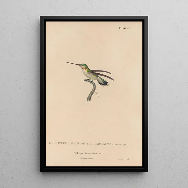 Histoire naturelle des oiseaux-mouches Pl49 - René Primevère Lesson — inramlat konstverk på väggen