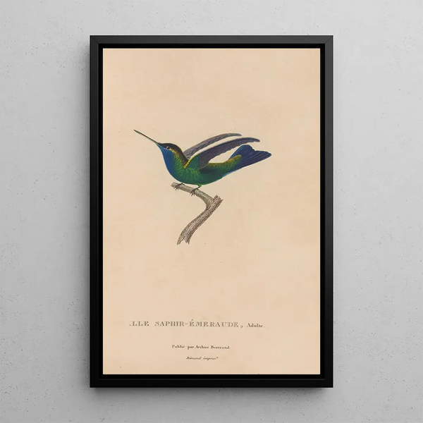 Histoire naturelle des oiseaux-mouches Pl50 - René Primevère Lesson — inramlat konstverk på väggen