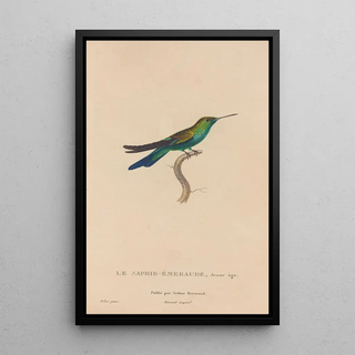 RenPrimevre Lesson - Histoire naturelle des oiseauxmouches Pl51.webp