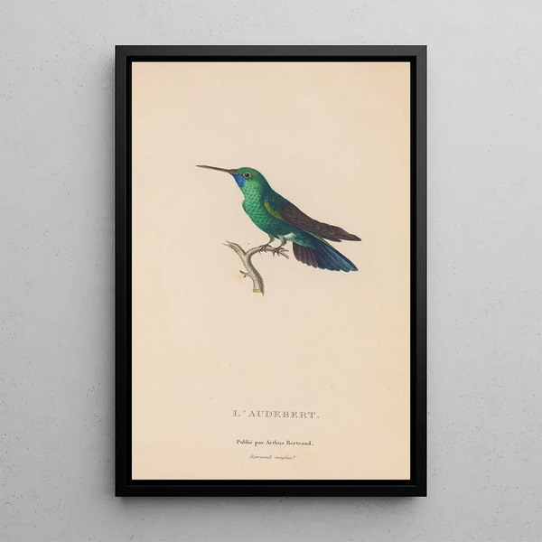 Histoire naturelle des oiseaux-mouches Pl52 - René Primevère Lesson — inramlat konstverk på väggen