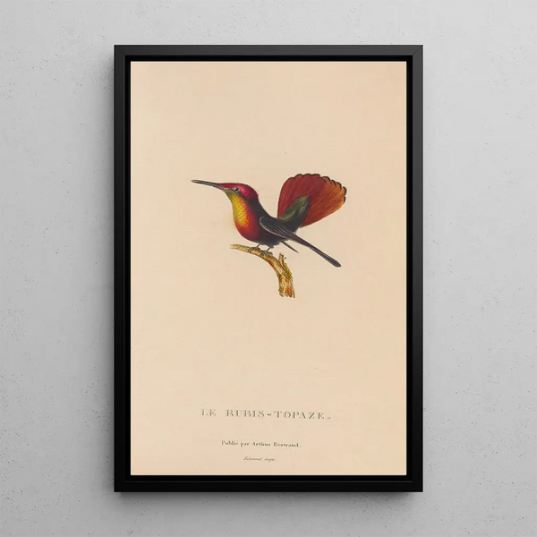 Histoire naturelle des oiseaux-mouches Pl53 - René Primevère Lesson — inramlat konstverk på väggen