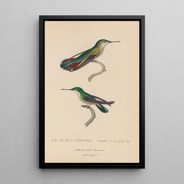 Histoire naturelle des oiseaux-mouches Pl54 - René Primevère Lesson — inramlat konstverk på väggen
