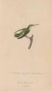 Histoire naturelle des oiseaux-mouches Pl55 - René Primevère Lesson — vy av konstverket