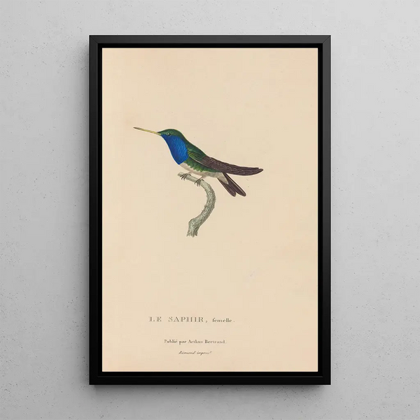Histoire naturelle des oiseaux-mouches Pl57 - René Primevère Lesson — inramlat konstverk på väggen
