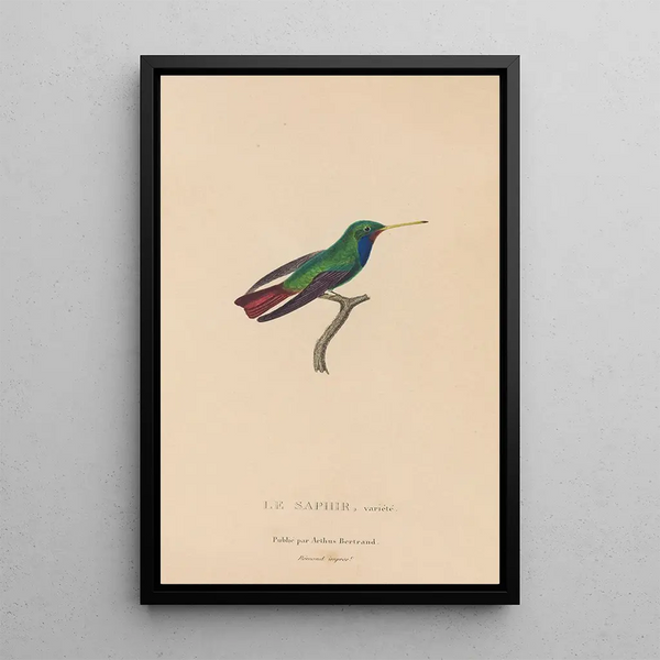 Histoire naturelle des oiseaux-mouches Pl58 - René Primevère Lesson — inramlat konstverk på väggen