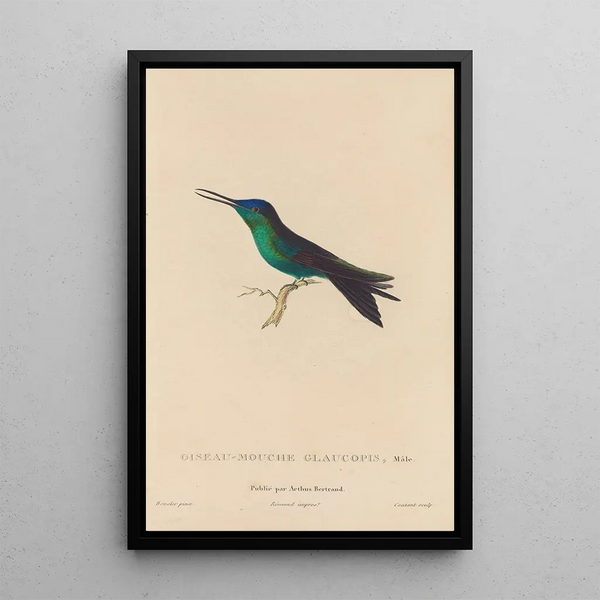 Histoire naturelle des oiseaux-mouches Pl59 - René Primevère Lesson — inramlat konstverk på väggen