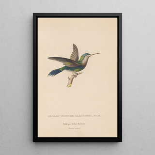 RenPrimevre Lesson - Histoire naturelle des oiseauxmouches Pl60.webp