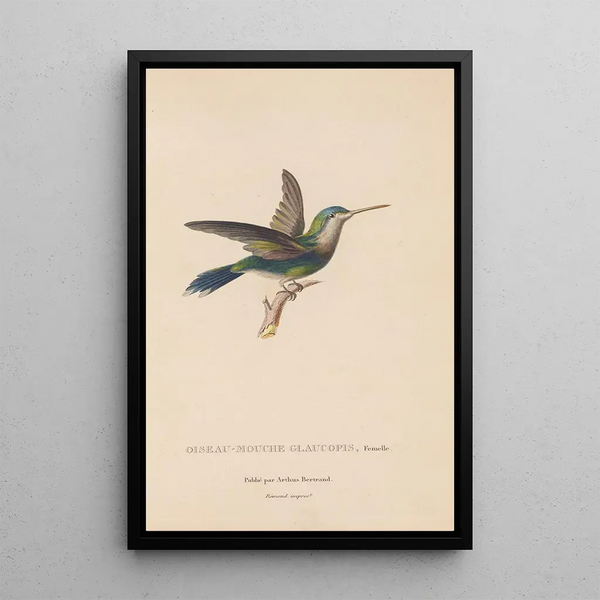 Histoire naturelle des oiseaux-mouches Pl60 - René Primevère Lesson — inramlat konstverk på väggen