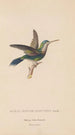 Histoire naturelle des oiseaux-mouches Pl60 - René Primevère Lesson — vy av konstverket