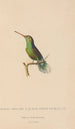 Histoire naturelle des oiseaux-mouches Pl61 - René Primevère Lesson — vy av konstverket