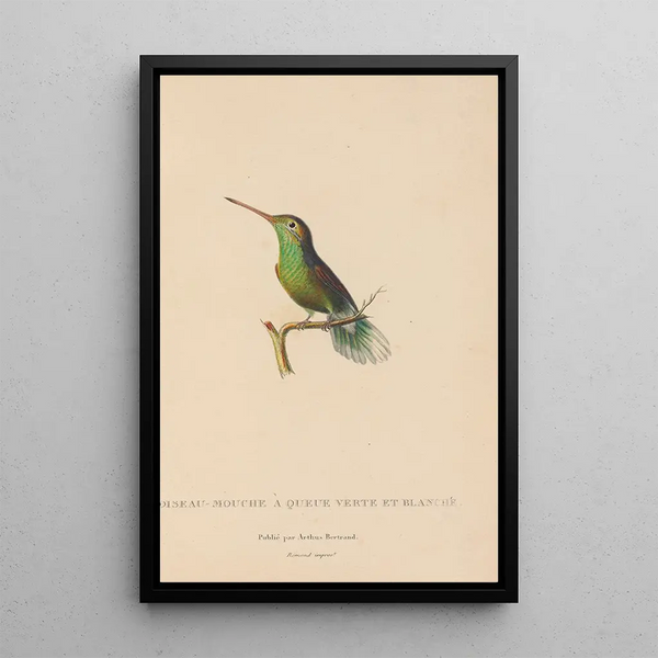 Histoire naturelle des oiseaux-mouches Pl61 - René Primevère Lesson — inramlat konstverk på väggen