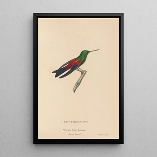 RenPrimevre Lesson - Histoire naturelle des oiseauxmouches Pl62.webp